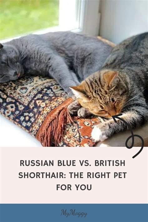 Russian Blue Vs British Shorthair The Right Pet For You Russian