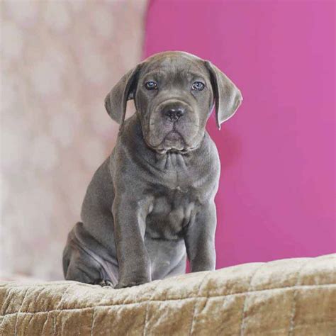 Browse 9 mudi puppies for sale. buy dog cane corso in Seattle-Washington and cane corso ...