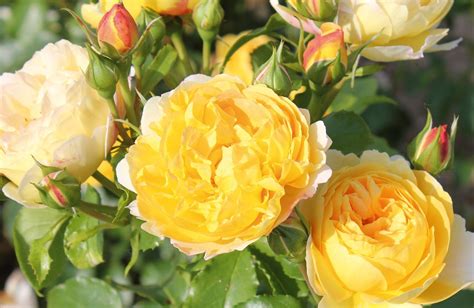 This Beautiful Yellow Rose Will Be In Every Garden Next Year Yellow