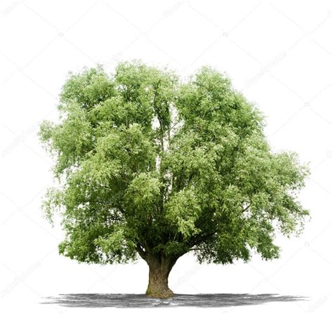 Beautifull Green Tree On A White Background In High Definition — Stock