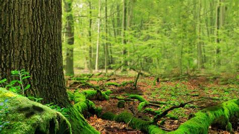 What Is A Woodland Habitat Woodland Habitats Outdoor Learning