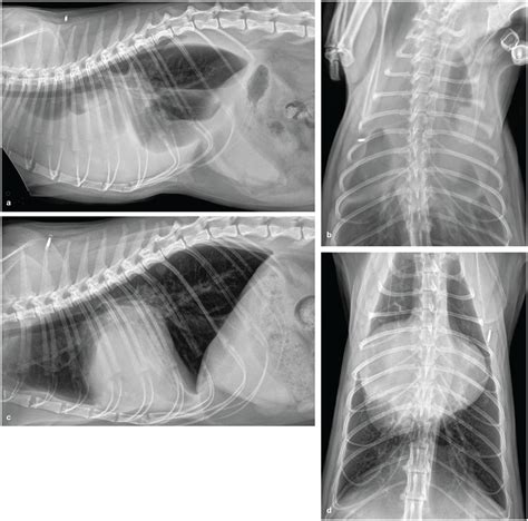 The Feline Cardiomyopathies 1 General Concepts Mark D Kittleson