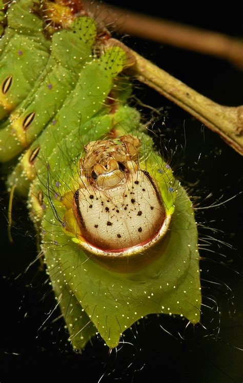 Chinese Oak Silkmoth Caterpillar Antheraea Pernyi Saturn Flickr