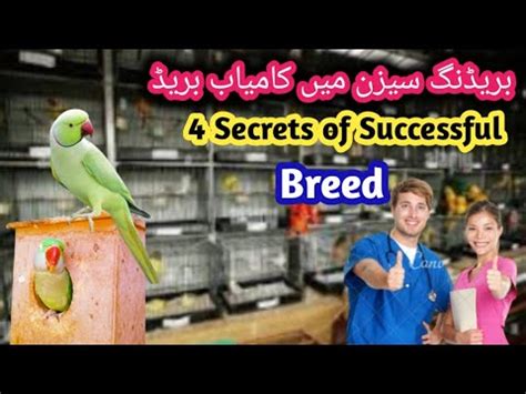 Successful Breeding Secrets That Can Make You A Successful Breeder 4