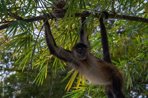 Monkey Hanging On Tree