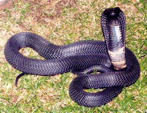 Black Necked Spitting Cobra Facts And Pictures