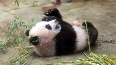 Adorable Baby Panda Makes Debut At Tokyo Zoo