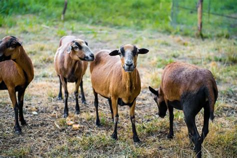 Barbados Blackbelly Sheep Breed Information History And Facts