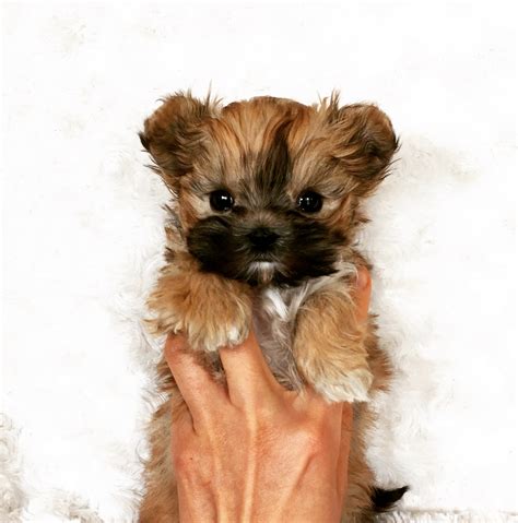 Micro Teacup Morkie Morky Morktese Puppy Xxs Tiny Iheartteacups