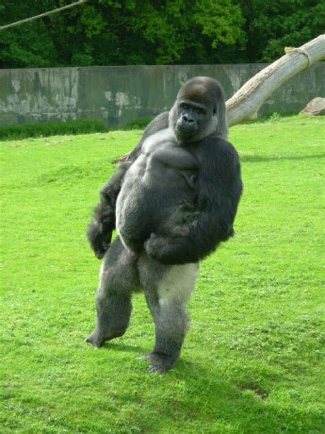 Gorilla Who Walks Like A Human Sparks Viral Hit Toronto Star