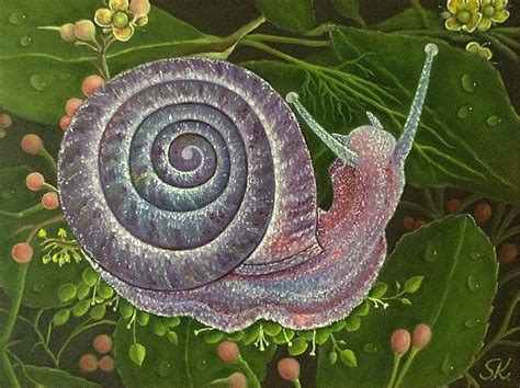 Snail Illustration Illustration Snail Art