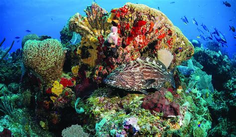 Arrecife De Coral Enorme Atractivo Turístico En Islas De La Bahía