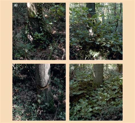 Experimental Application Of Naa To Reduce Shoot Formation In Red Oak