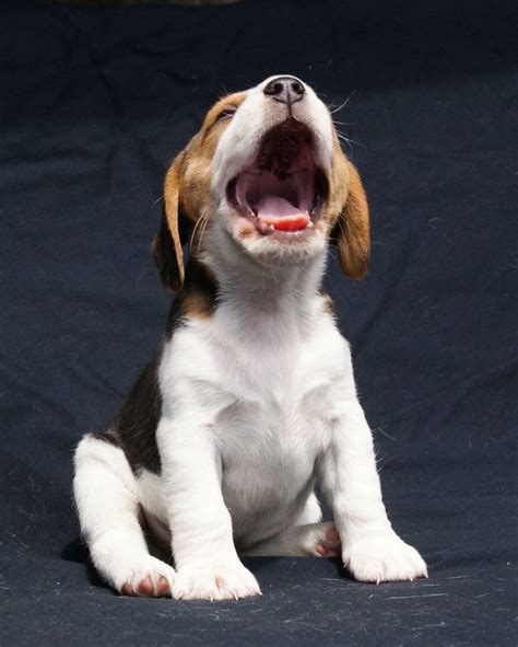 Funny Beagle Dog Meme The Ultimate Beagle Humor Beagle Memes And Funny