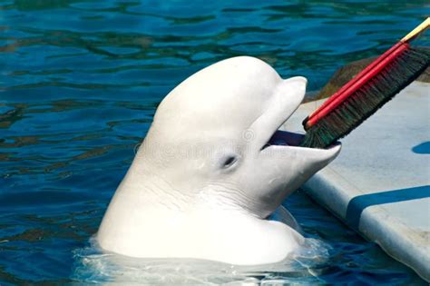Beluga White Whale Stock Photo Image Of Pets Animal 10332632