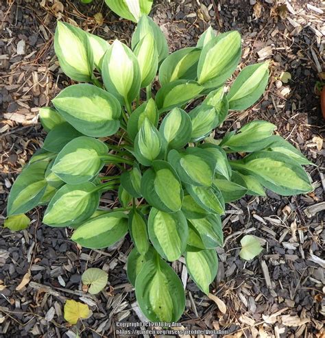 Photo Of The Entire Plant Of Hosta Gypsy Rose Posted By Violaann