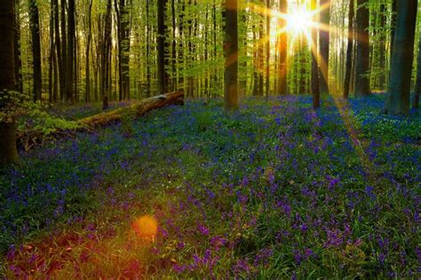Mystical Blue Forest Of Belgium All Carpeted With Blue Bell Flowers