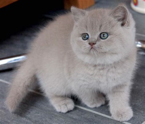 British Shorthair Munchkin Kitten 81021 Nama Untuk Kucing Comel