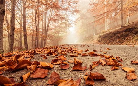 Misty Autumn Forest Path Wallpapers Wallpaper Cave