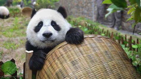 Giant Pandas Are No Longer Endangered Thanks To Conservation Efforts