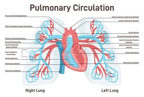 Circulation Pulmonaire Anatomie Des Poumons Humains Coeur Et Vaisseaux
