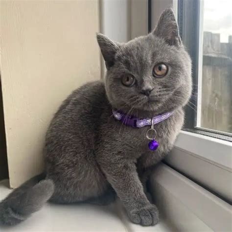 How Much Does A British Shorthair Cost The Definitive 2022 Guide 2023