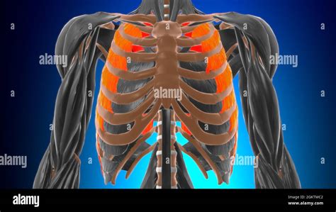 Anatomie Externe Du Muscle Intercostal Pour Lillustration 3d Du