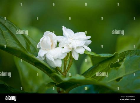 Jasmine Flower Hi Res Stock Photography And Images Alamy