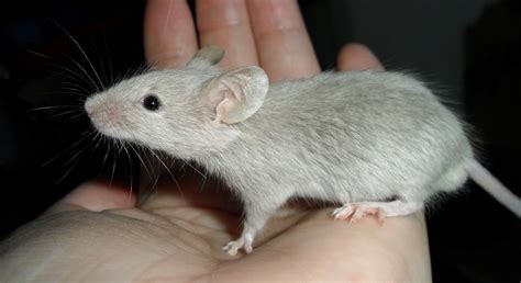 Mouse Free Stock Photo Public Domain Pictures
