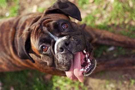 When Your Boxer Goes Into Heat What To Expect Boxer Dog Diaries