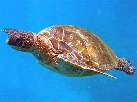 Panoramio Photo Of Green Sea Turtle Swimming Off Black Rock