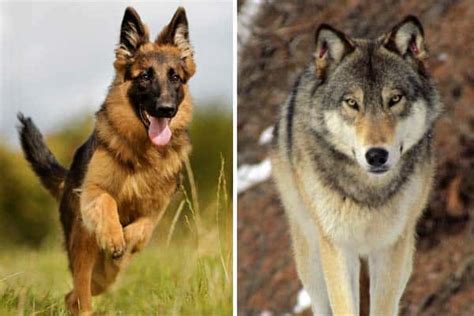 German Shepherd Dog Vs Wolf 9 Striking Differences