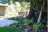 Images of Landscaping Under Shade Trees