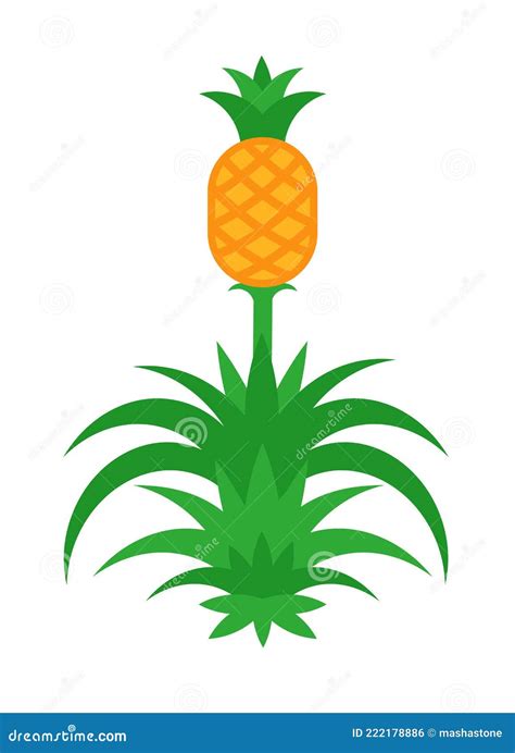 Pineapple Tree With Fruit Vector Illustration Isolated On White Stock