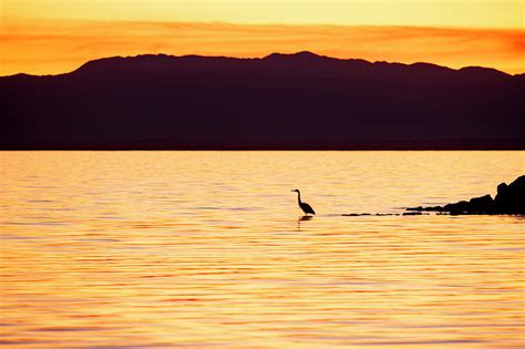 Heron At The Salton Sea Photograph By Craig Brewer