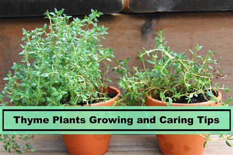 Growing Thyme Plant Thymus Vulgaris Growing At Home Tips And Care