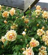 Old Fashioned Climbing Roses Photos