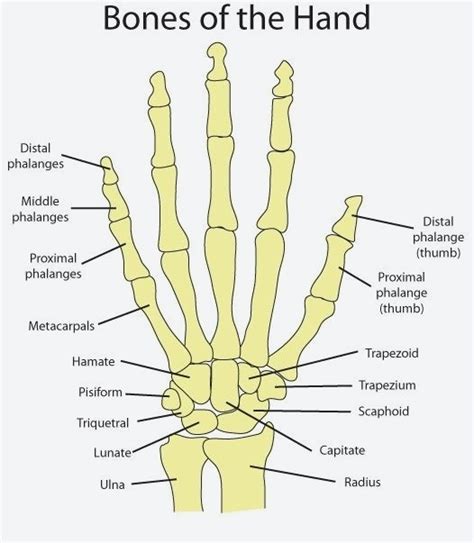 Best Way To Heal Your Broken Wrist Types Of Wrist Fractures