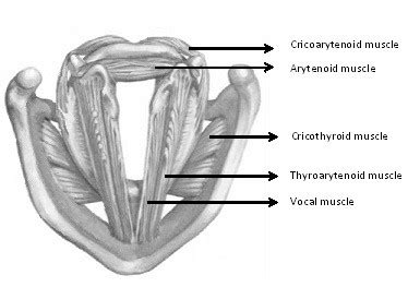 Intrinsic Muscles Of The Larynx From Download Scientific Diagram