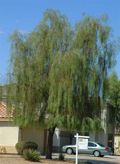 Shoestring Acacia Tree Arizona Our Larger Diary Picture Galleries