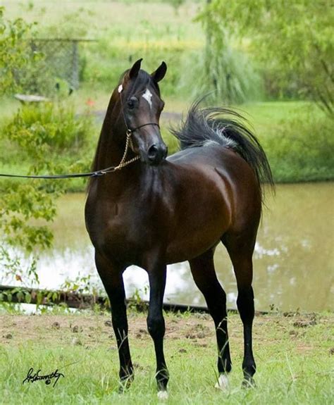 It isn't retired, doesn't have a lil'kinz version, and hasn't been pet of the month. Gorgeous dark brown Arabian (With images) | Horses ...