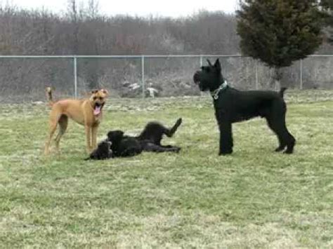 The schnauzer german shepherd mix combines two loyal breeds into one seriously variable package. Giant Schnauzer and Shepadoodle playing at dogpark - YouTube