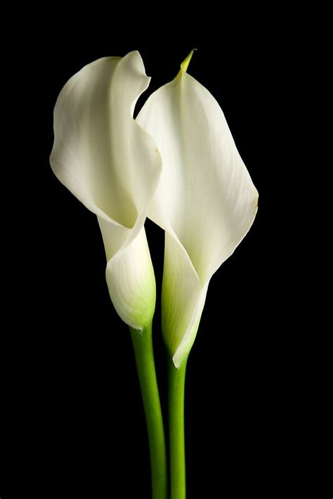 Two White Calla Lilies By C Photography Redbubble
