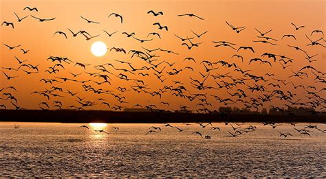 Hd Wallpaper Flock Of Flying Birds Sunset Lake Pack Nature Flock
