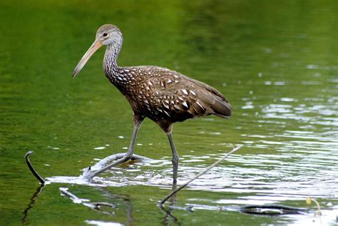 Field Notes And Photos Limpkin A Tropical Wading Bird In The Us