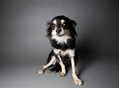 See more ideas about papillon mix, papillon, dogs. Portrait Of A Chihuahua-papillon Mix - Photograph by ...