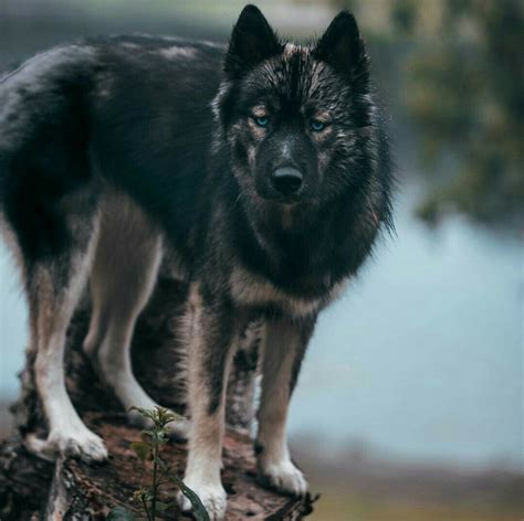 Pin By Jj Johnson On Life With A Siberian Husky Hybrid Dogs Wolf Dog