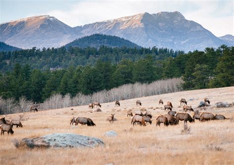Colorado Parks And Wildlife Rocky Mountain Elk
