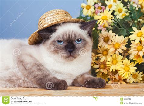 Cat Wearing Straw Hat Stock Photo Image Of Flowers