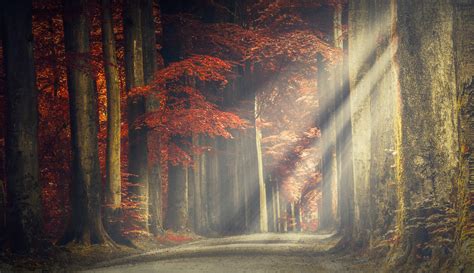 Pathway Through Autumn Wallpapers Wallpaper Cave